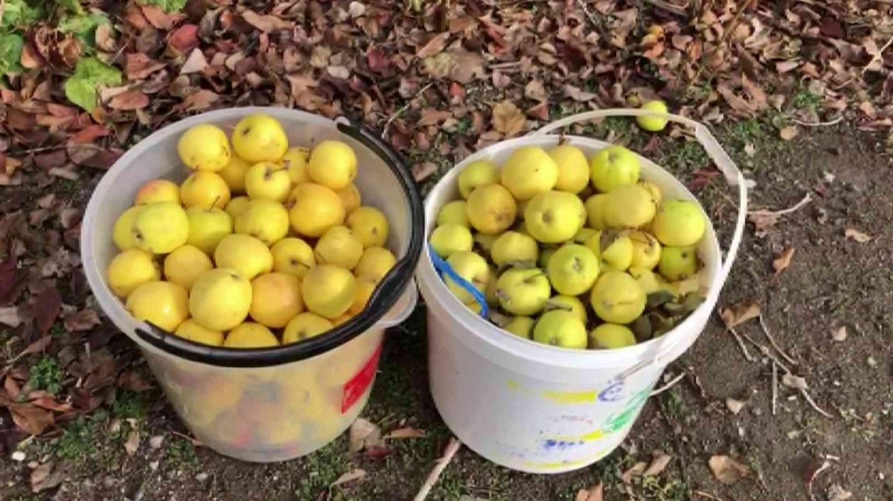 Sivas’ta Aralık ayında dalından elma toplandı