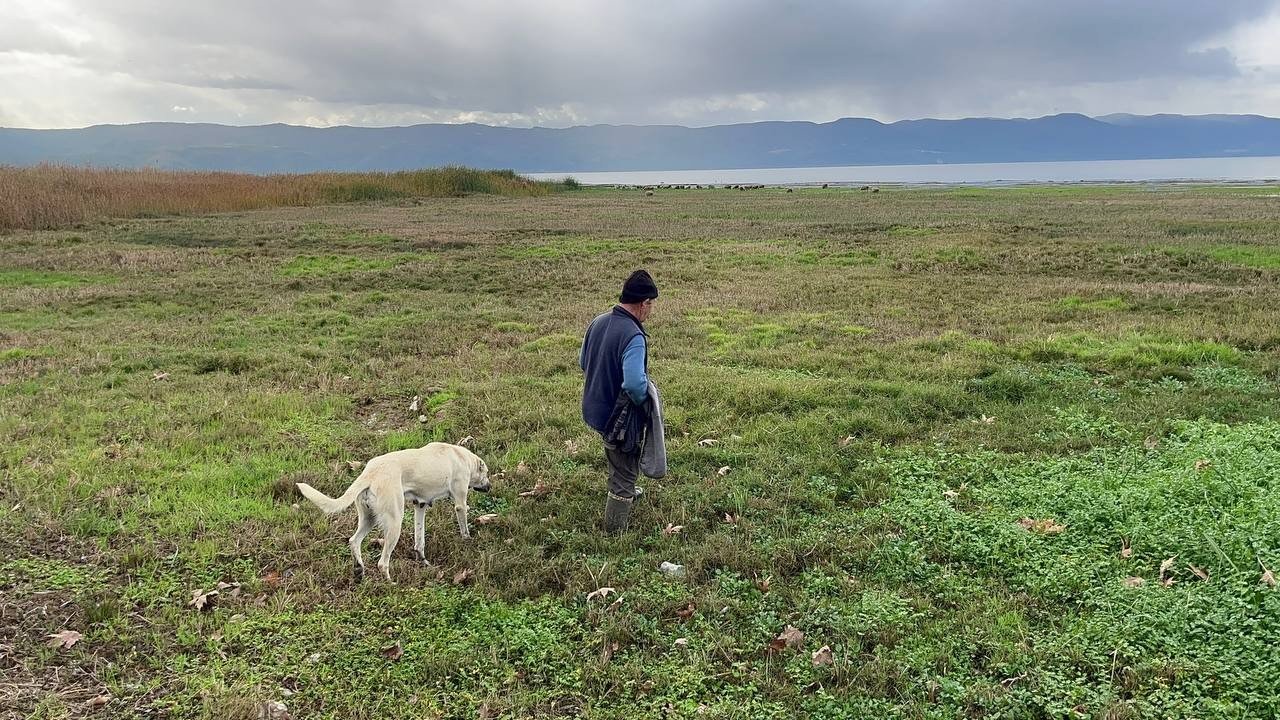 Suları çekilen İznik Gölü’nde artık koyunlar otluyor