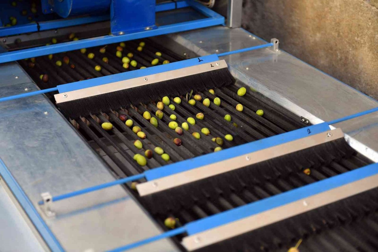 Mersin’de zeytin üreticilerine zeytin boylama makinesi desteği