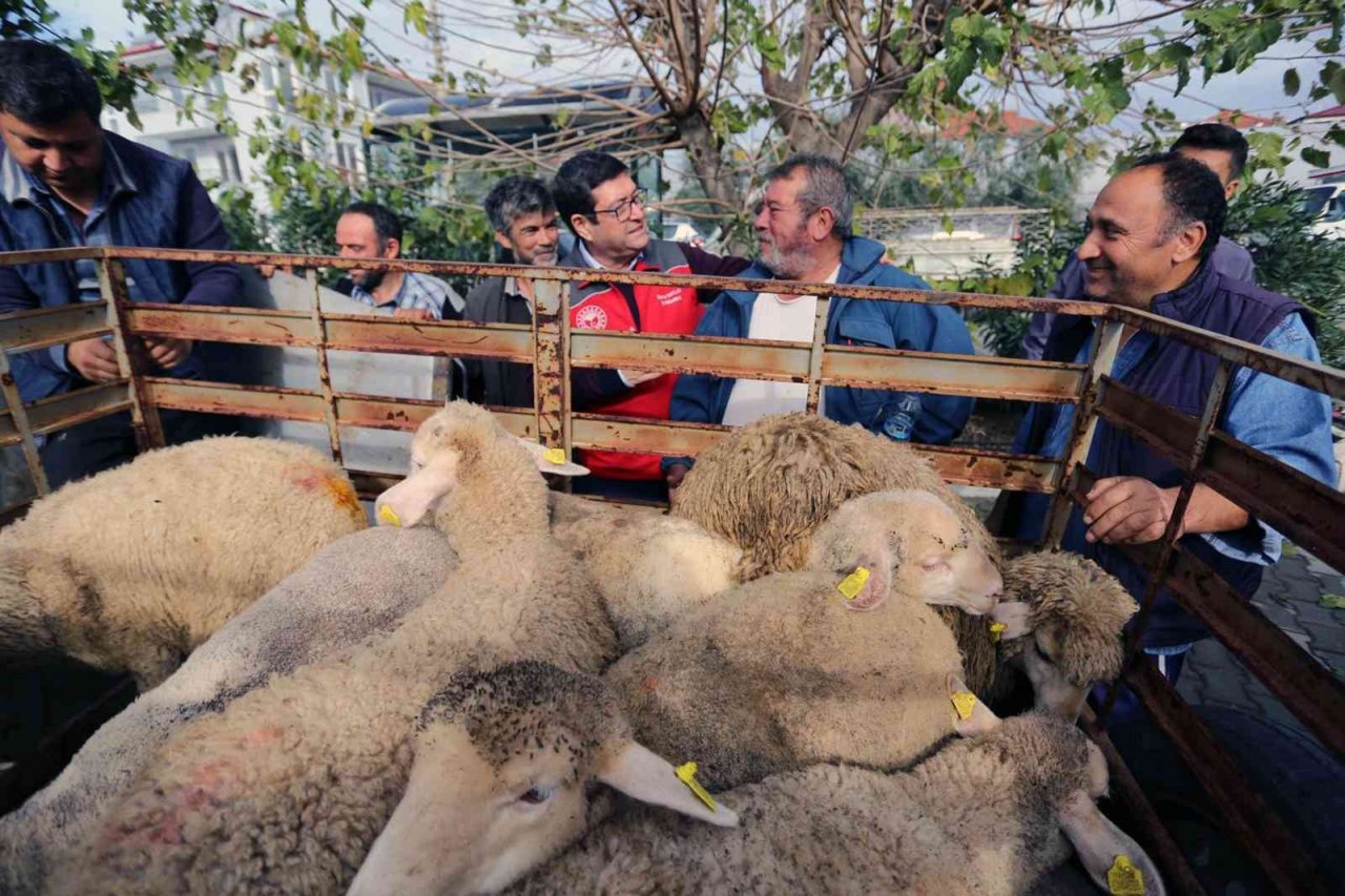 Muğlalı kadın üreticilere Bin 300 koyun, 52 koç dağıtıldı