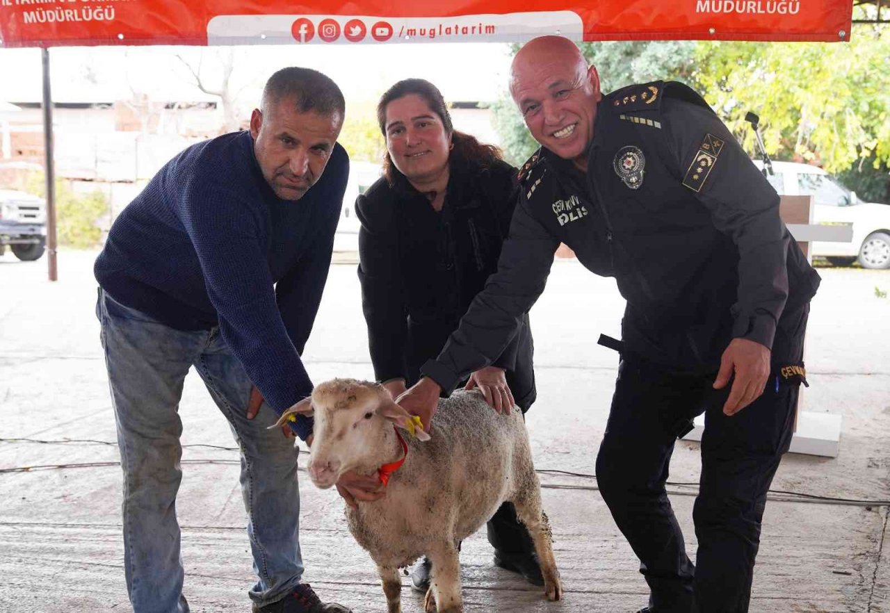 Muğlalı kadın üreticilere Bin 300 koyun, 52 koç dağıtıldı