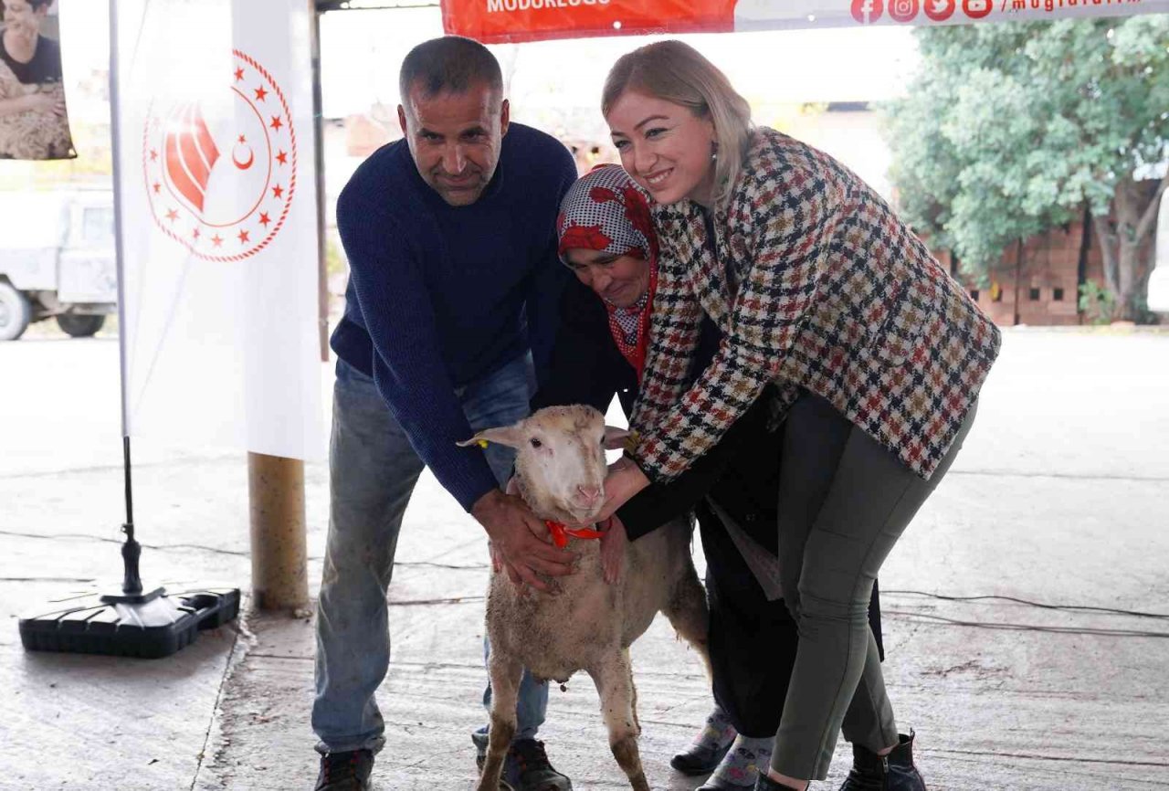 Muğlalı kadın üreticilere Bin 300 koyun, 52 koç dağıtıldı