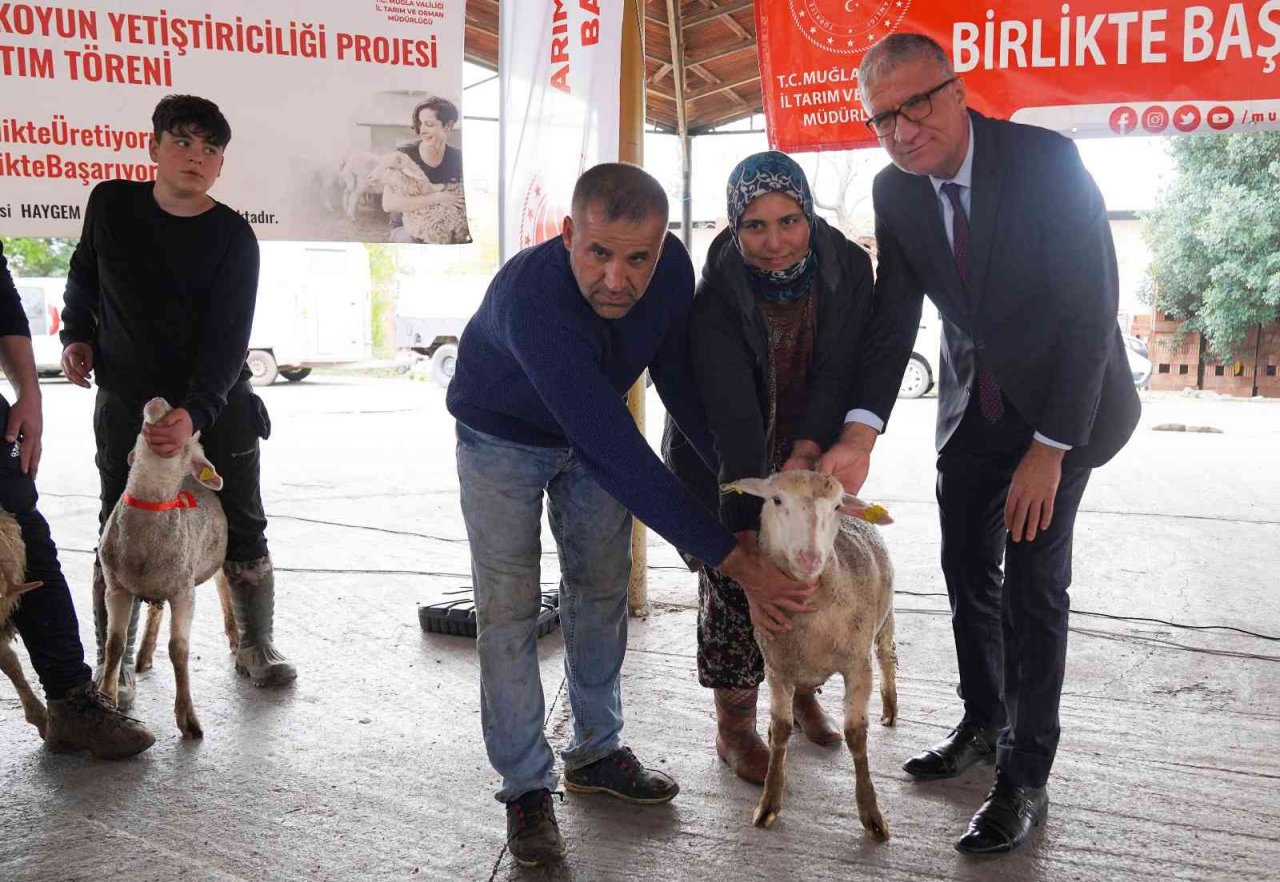 Muğlalı kadın üreticilere Bin 300 koyun, 52 koç dağıtıldı