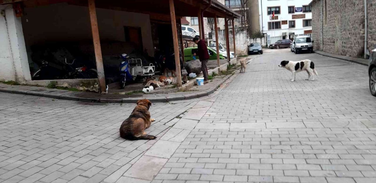 Lokantalarda artan yemekleri hayvanlar için topluyor