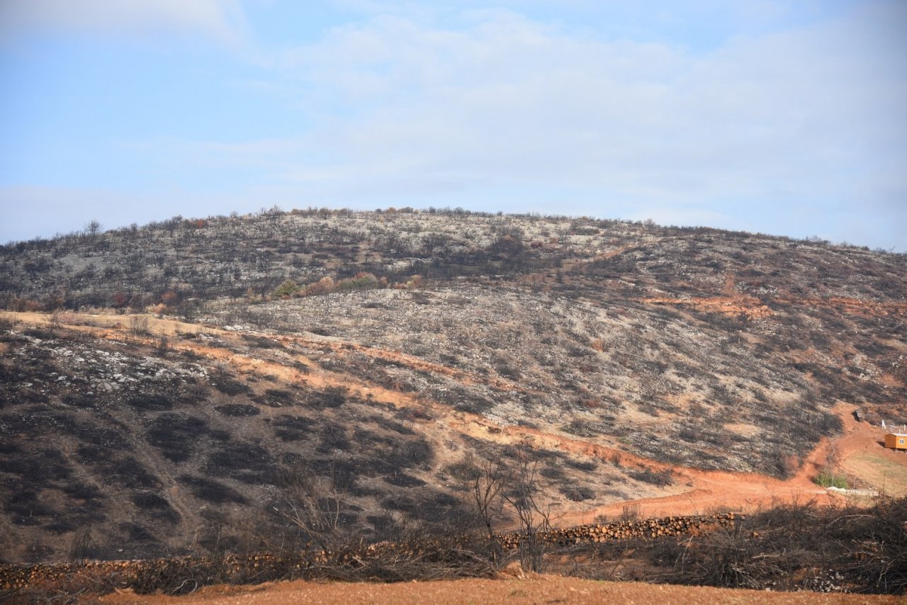 Tarım arazisi yanan üreticilere fidan desteği