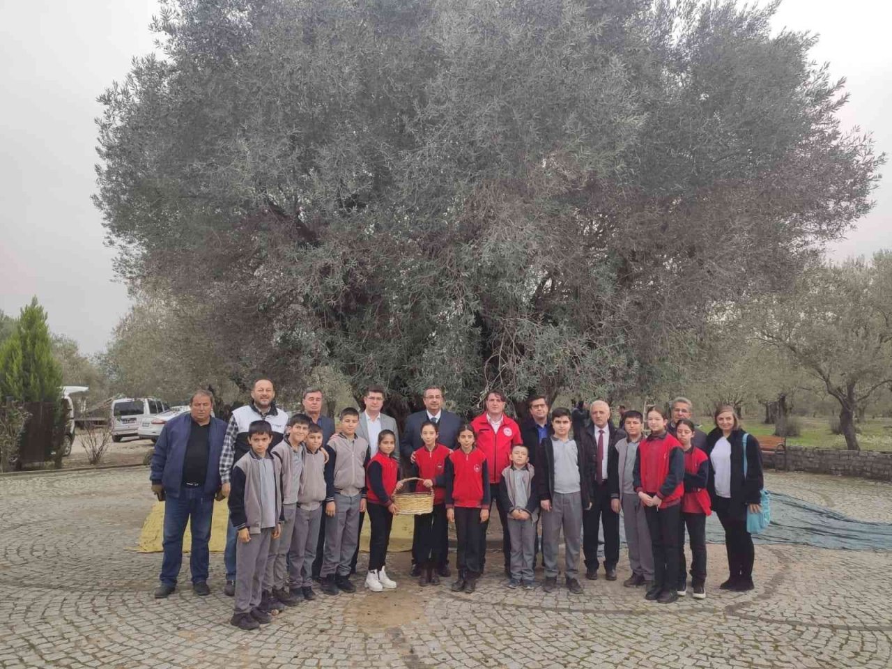 Kırkağaç’ta bin 660 yaşındaki ağaçta zeytin hasadı yapıldı