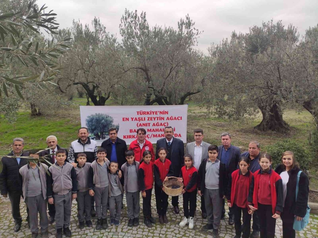 Kırkağaç’ta bin 660 yaşındaki ağaçta zeytin hasadı yapıldı