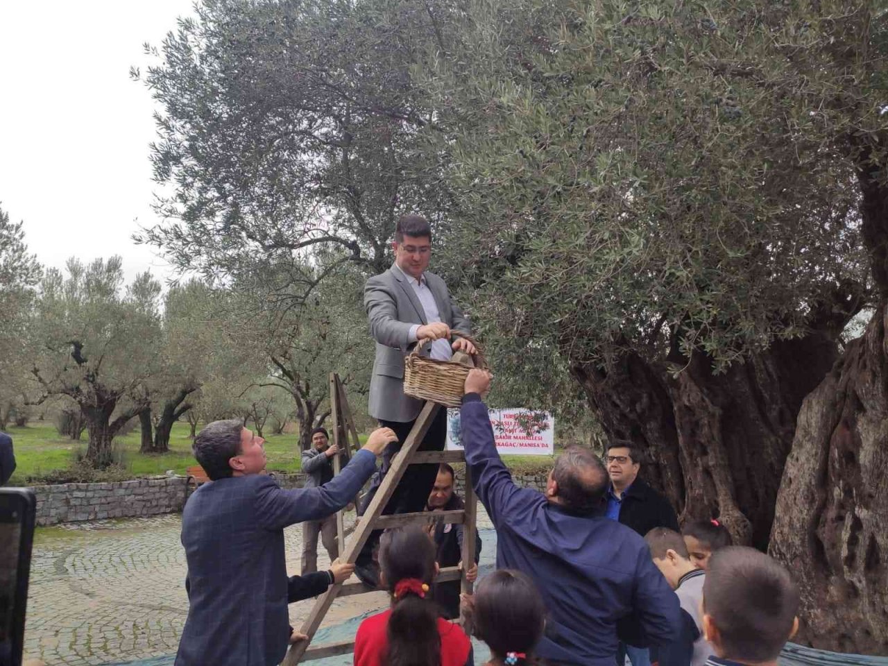 Kırkağaç’ta bin 660 yaşındaki ağaçta zeytin hasadı yapıldı