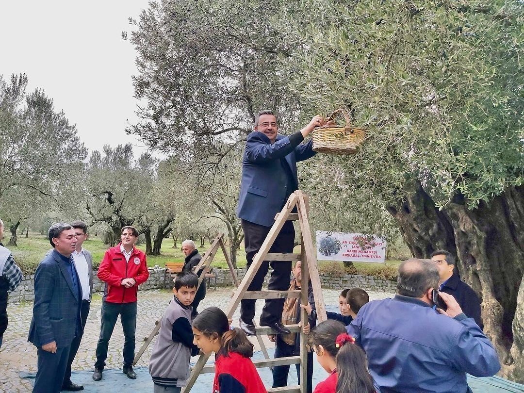 Kırkağaç’ta bin 660 yaşındaki ağaçta zeytin hasadı yapıldı