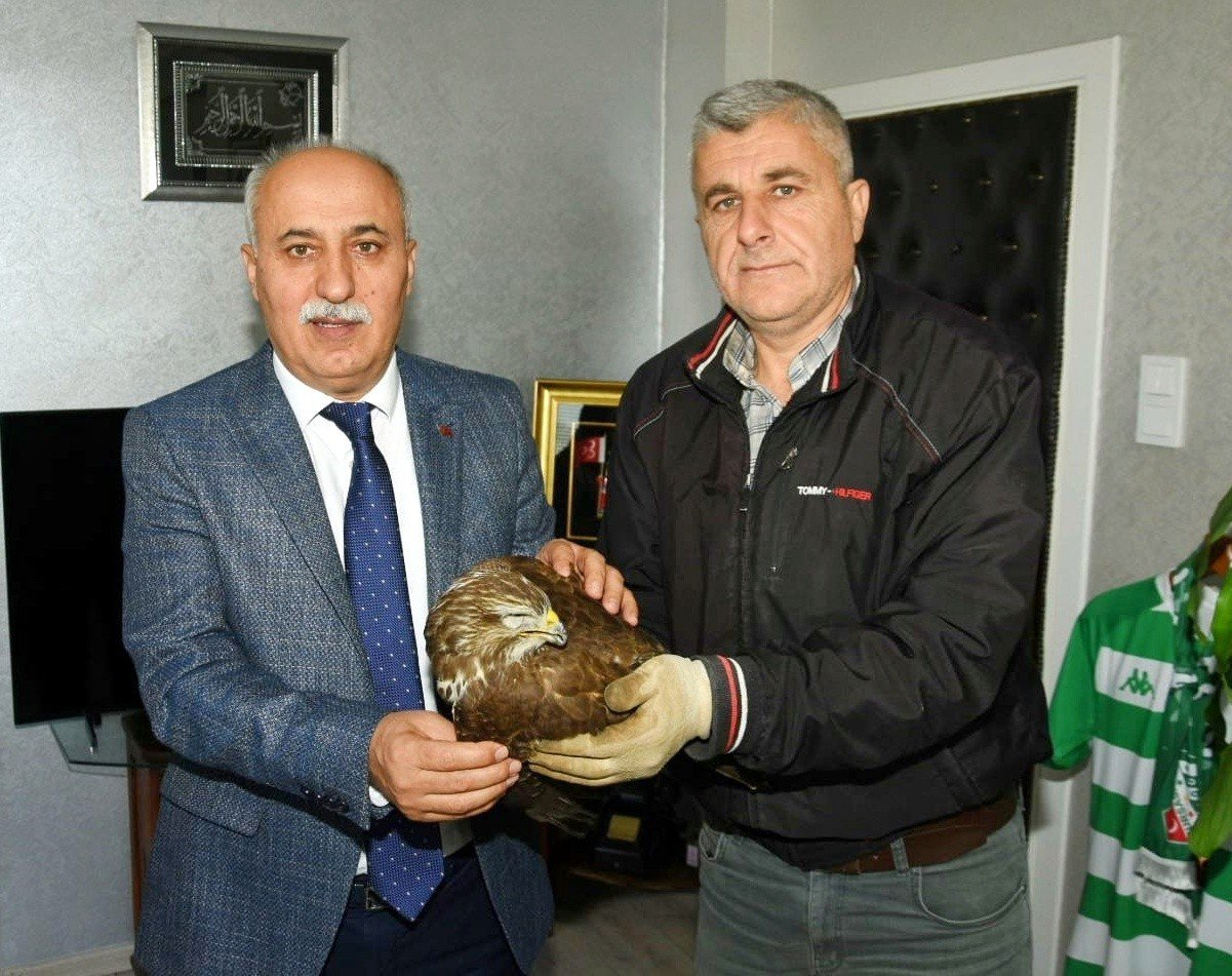 Vurulmuş yaralı şahin için harekete geçildi