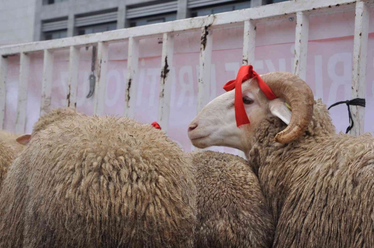 Kadın üreticilere 400 koyun ve 16 koç dağıtıldı