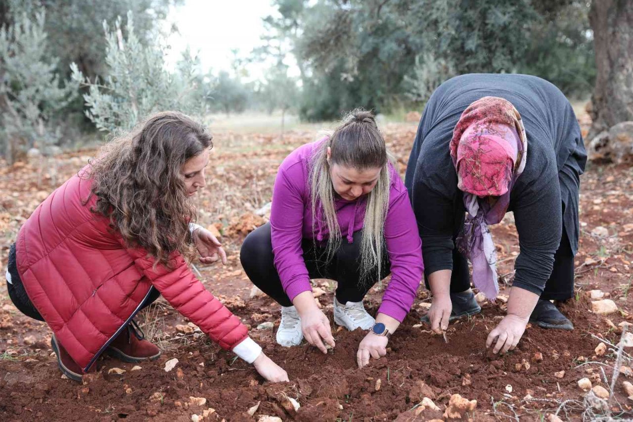 Büyükşehirden kadın kooperatiflerine nergis ve frezya soğanı desteği