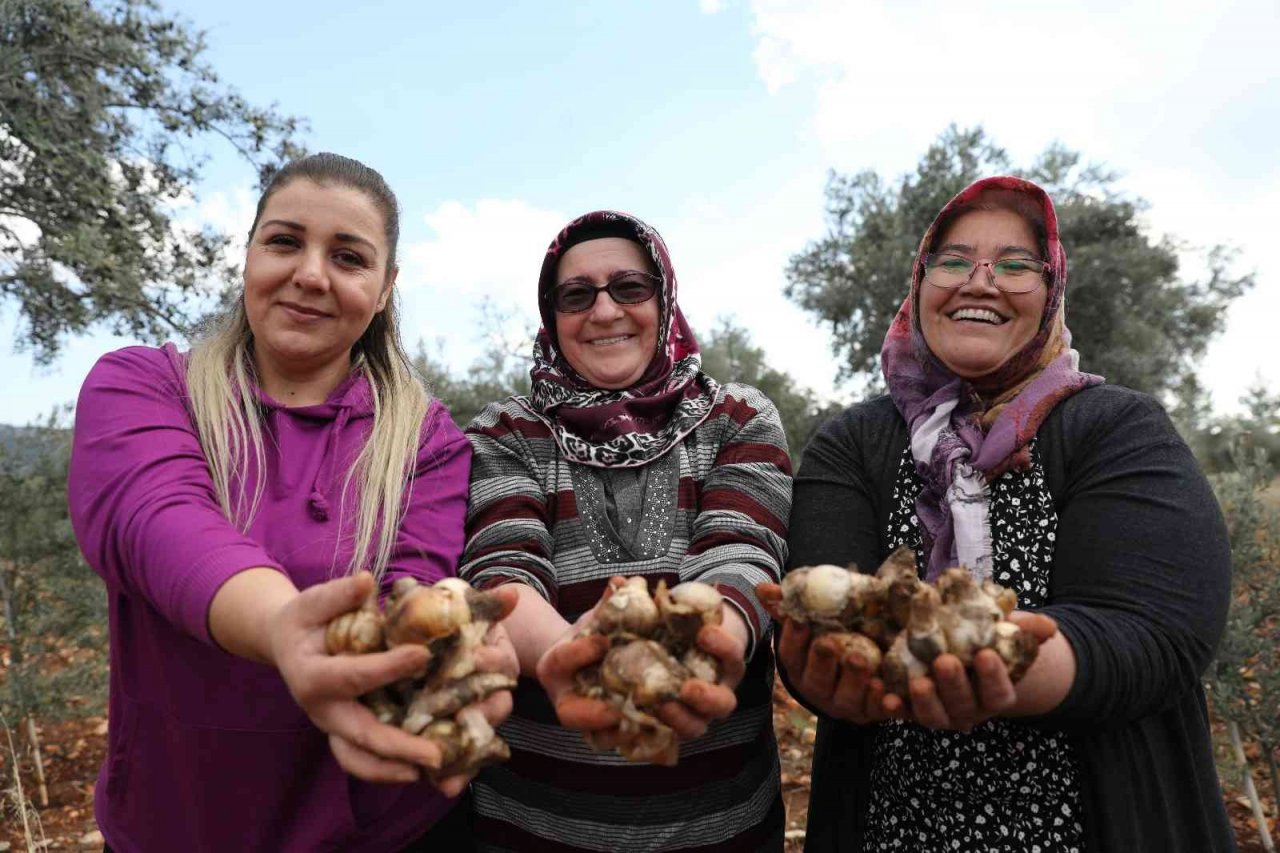Büyükşehirden kadın kooperatiflerine nergis ve frezya soğanı desteği
