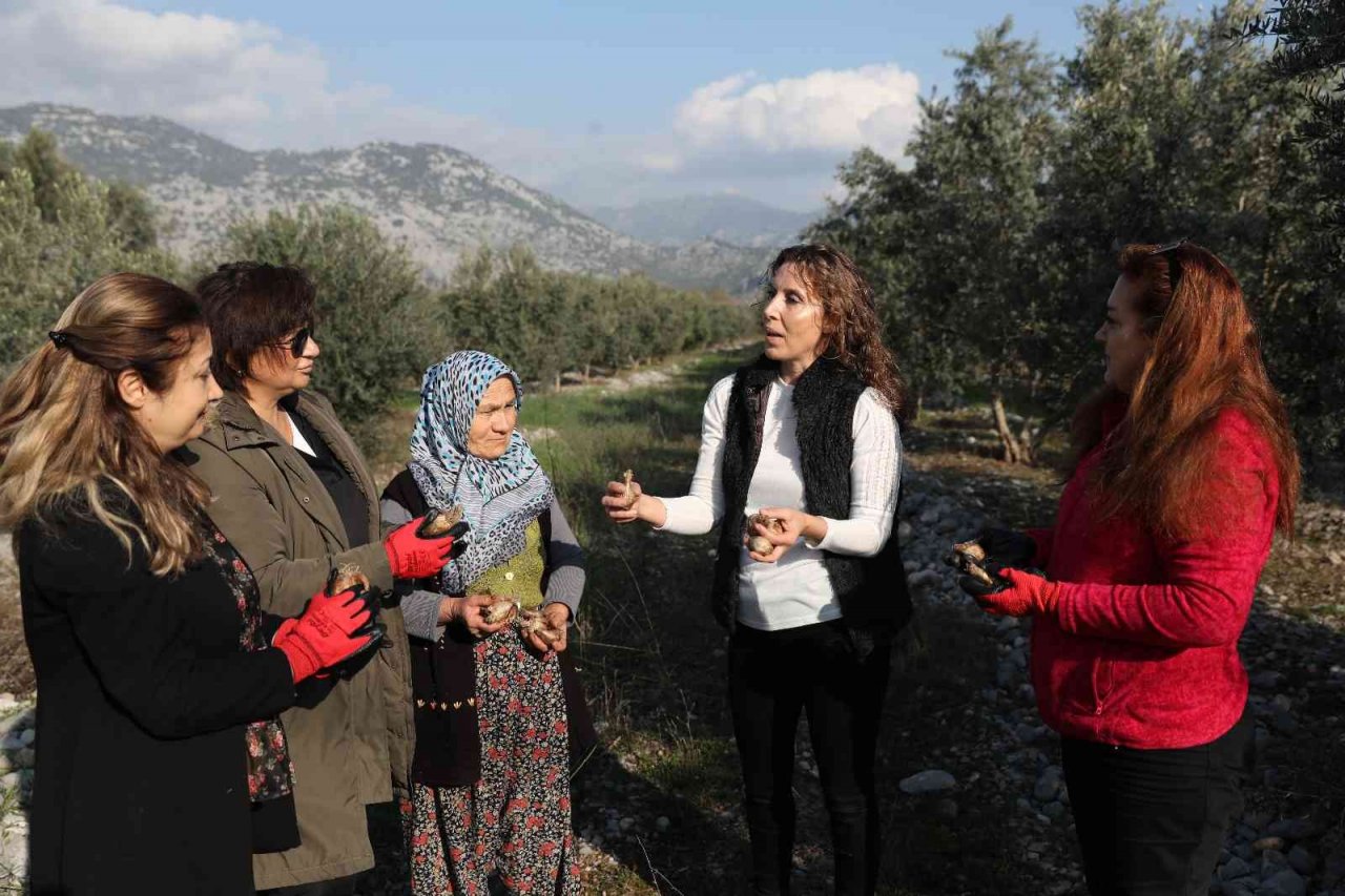 Büyükşehirden kadın kooperatiflerine nergis ve frezya soğanı desteği