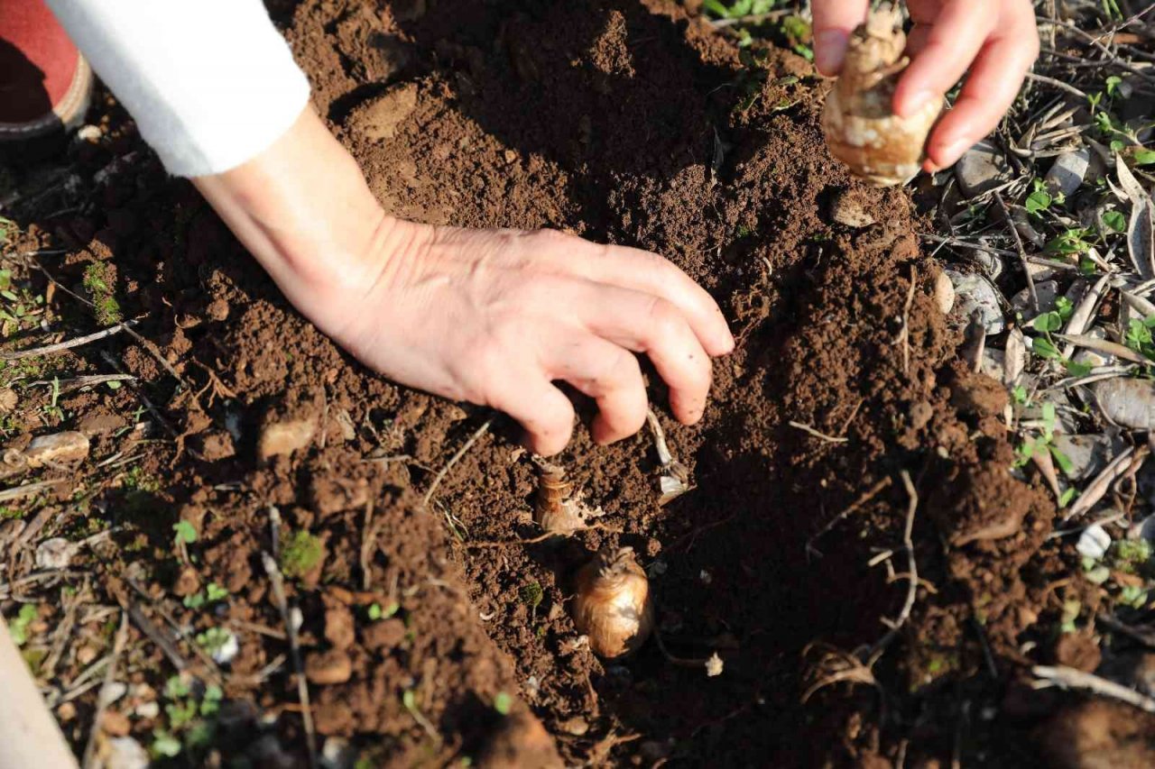 Büyükşehirden kadın kooperatiflerine nergis ve frezya soğanı desteği