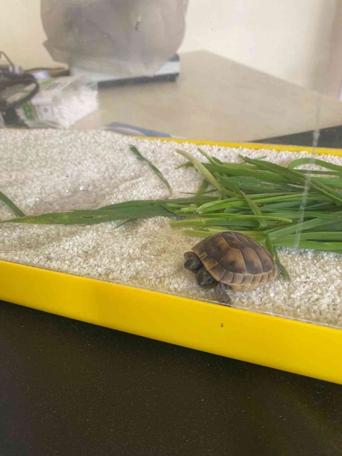 Antalya’da çift başlı kaplumbağaya özel bakım