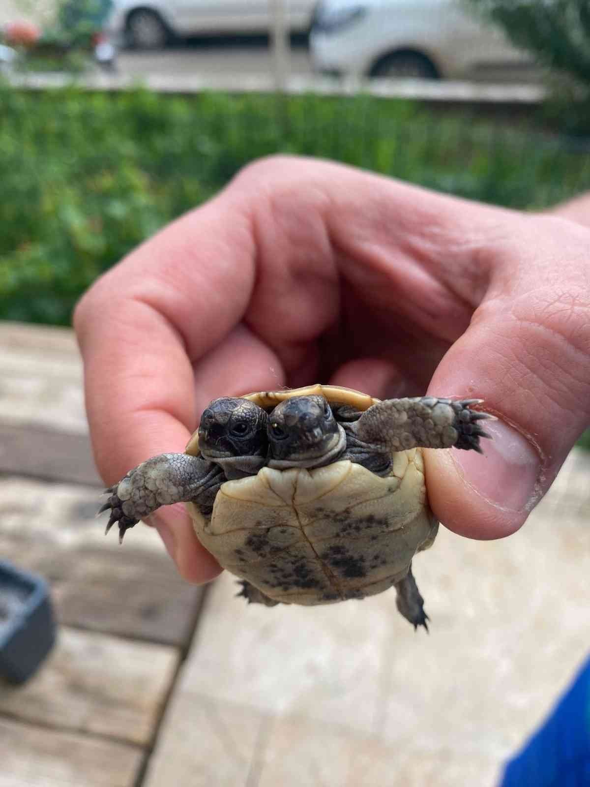 Antalya’da çift başlı kaplumbağaya özel bakım