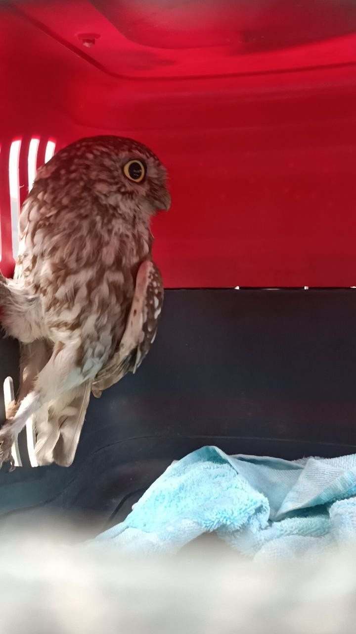 Yavru baykuş bacadan evin içerisine girdi