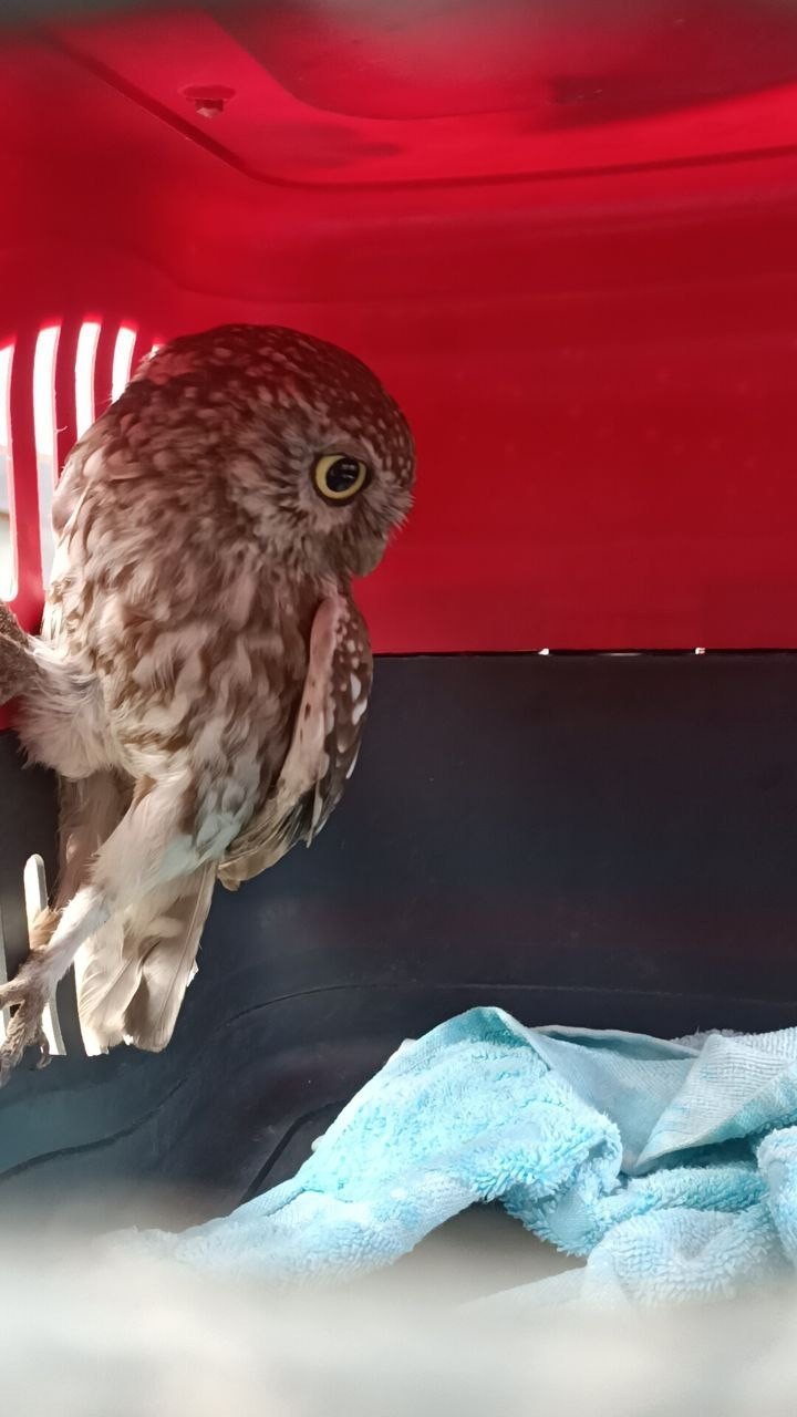 Yavru baykuş bacadan evin içerisine girdi