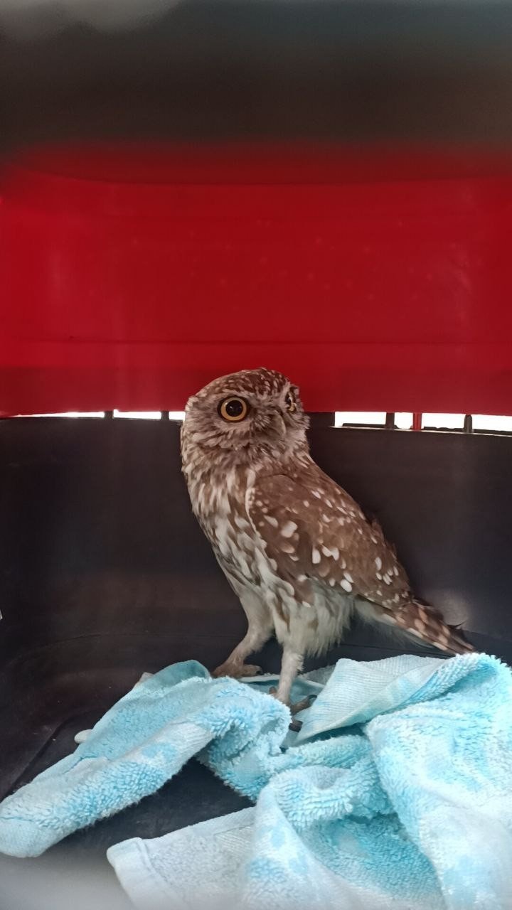 Yavru baykuş bacadan evin içerisine girdi