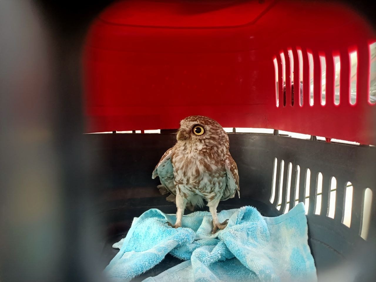 Yavru baykuş bacadan evin içerisine girdi