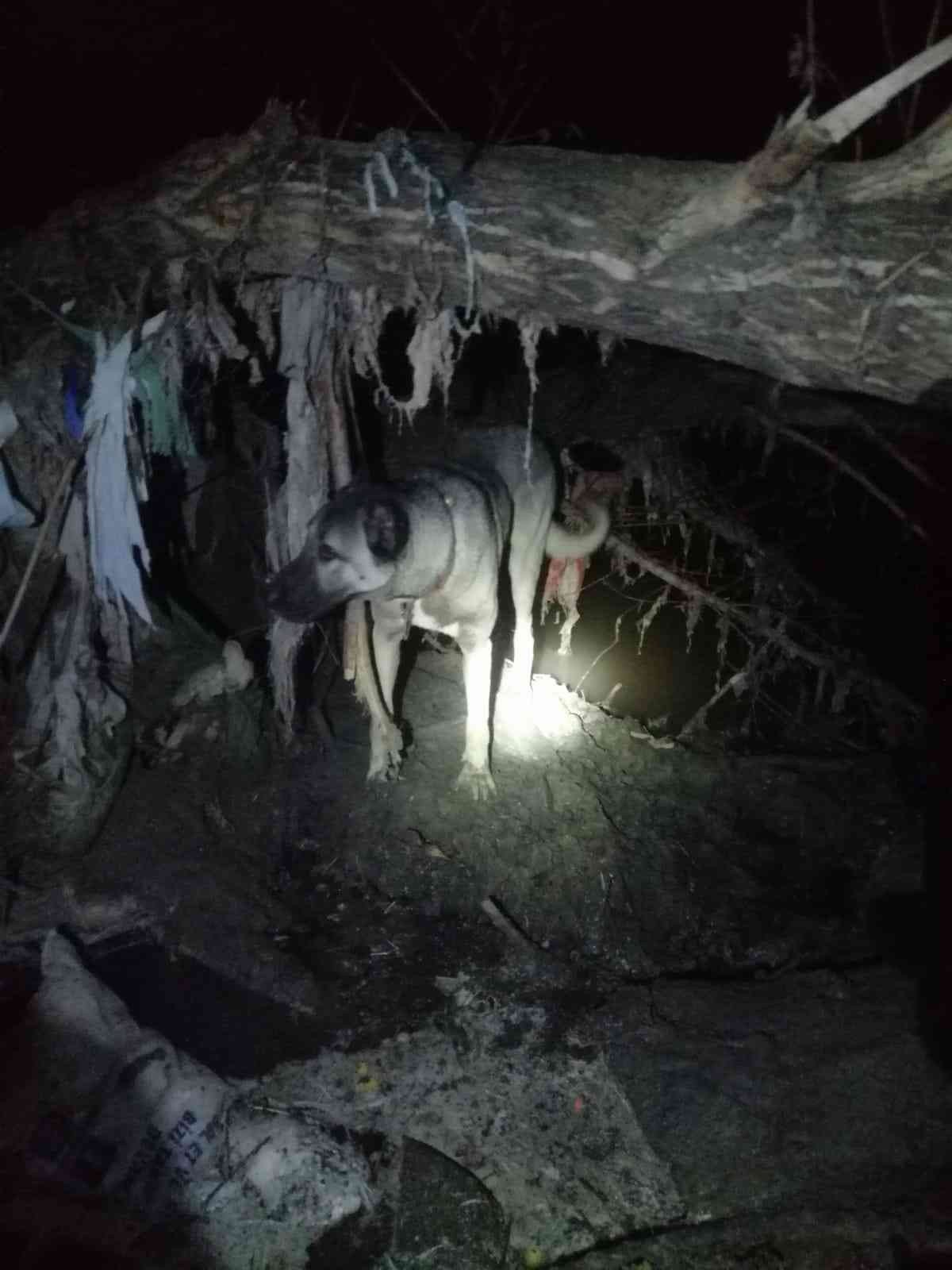 Tasmasını ağaca kaptıran köpek dere kenarında mahsur kaldı