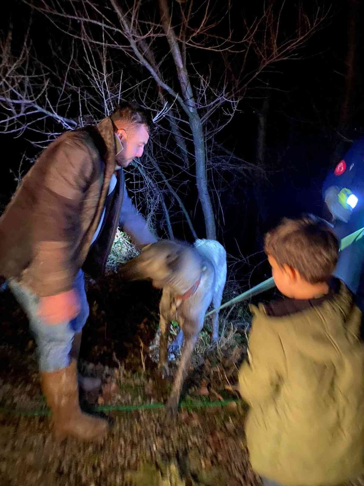 Tasmasını ağaca kaptıran köpek dere kenarında mahsur kaldı