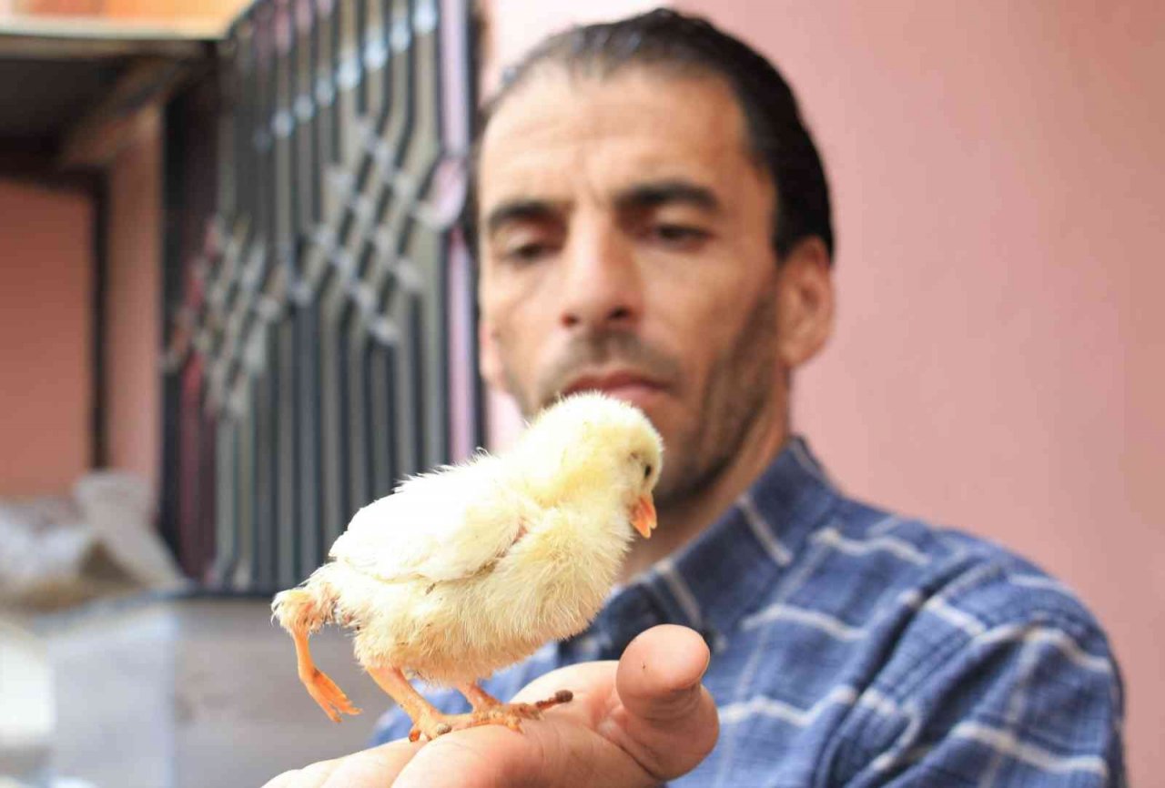 Bu da 3 ayaklı civciv: 10 katı fiyat teklifi geldi