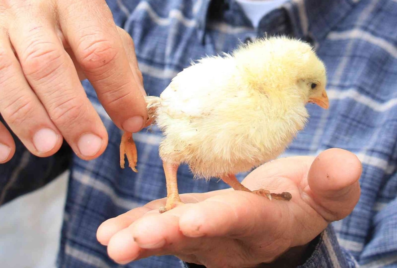 Bu da 3 ayaklı civciv: 10 katı fiyat teklifi geldi