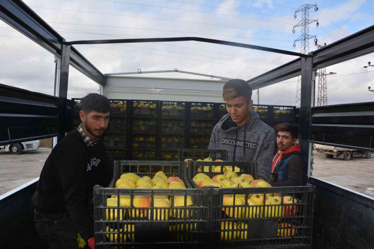 Romanya, Makedonya ve Ukrayna’ya ayva ve karyağdı armudu ihracatı