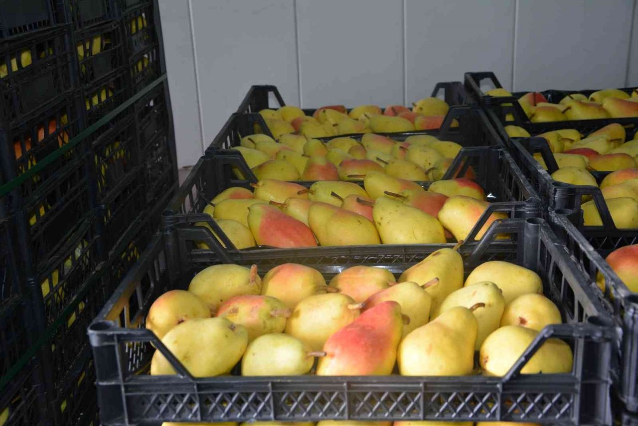 Romanya, Makedonya ve Ukrayna’ya ayva ve karyağdı armudu ihracatı