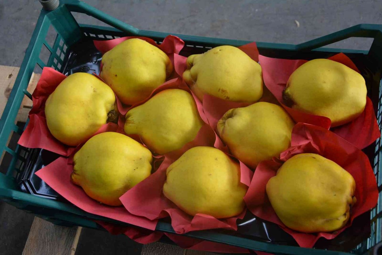 Romanya, Makedonya ve Ukrayna’ya ayva ve karyağdı armudu ihracatı