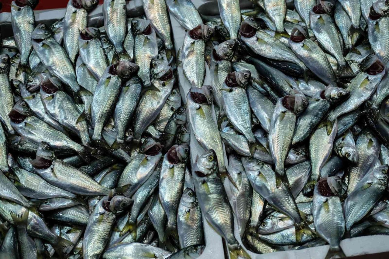 İstanbul’da balık tezgahlarının en ucuz balığı 70 TL ile hamsi oldu