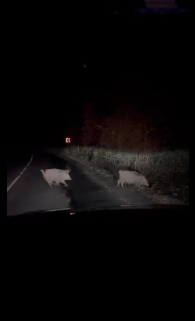 Beykoz’da aç kalan domuzlar yerleşim yerlerine indi