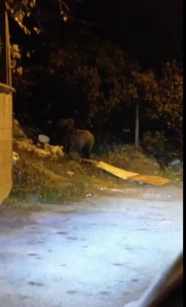 Beykoz’da aç kalan domuzlar yerleşim yerlerine indi
