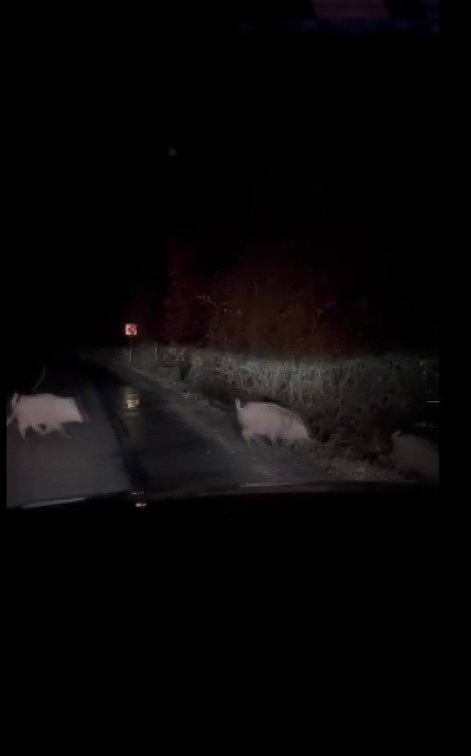 Beykoz’da aç kalan domuzlar yerleşim yerlerine indi