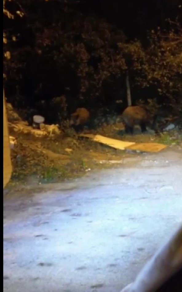 Beykoz’da aç kalan domuzlar yerleşim yerlerine indi