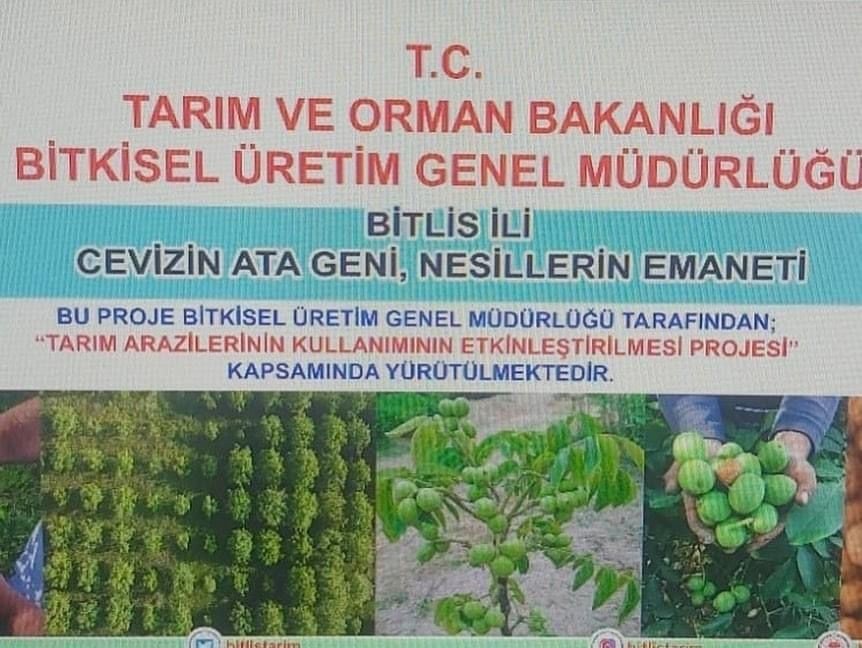 Adilcevaz’da kurulan “Ceviz Gen Bahçesi” çiftçinin yüzünü güldürdü