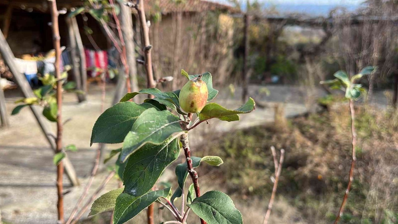 Çanakkale’de elma ağacı 2’nci kez meyve verdi