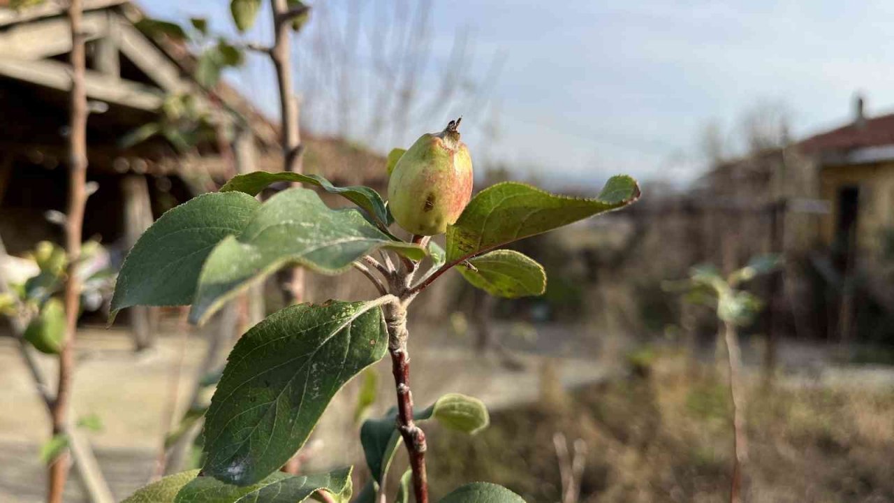Çanakkale’de elma ağacı 2’nci kez meyve verdi