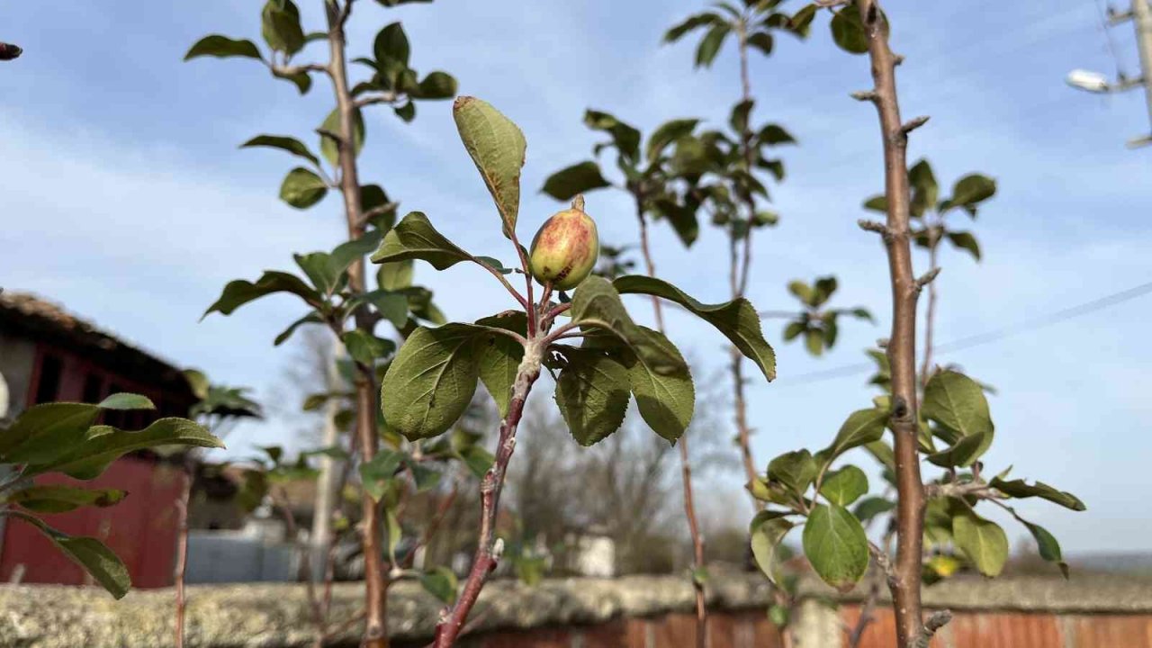 Çanakkale’de elma ağacı 2’nci kez meyve verdi