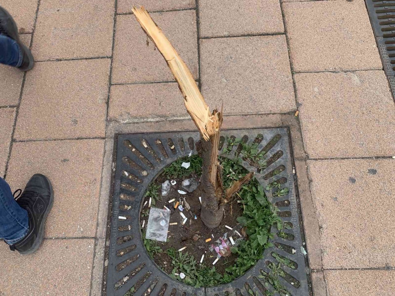 Bu ağacın suçu ne?