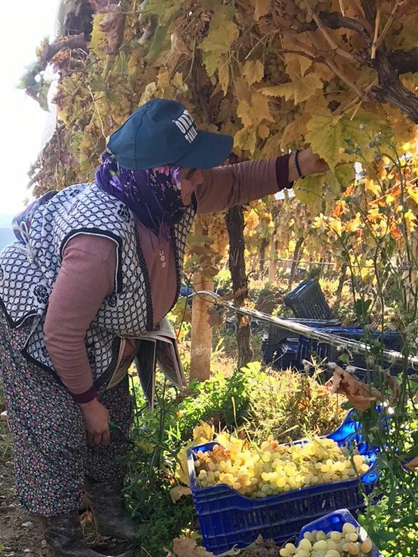 Bağlarda örtü altında 300 ton üzüm kesimi bekliyor