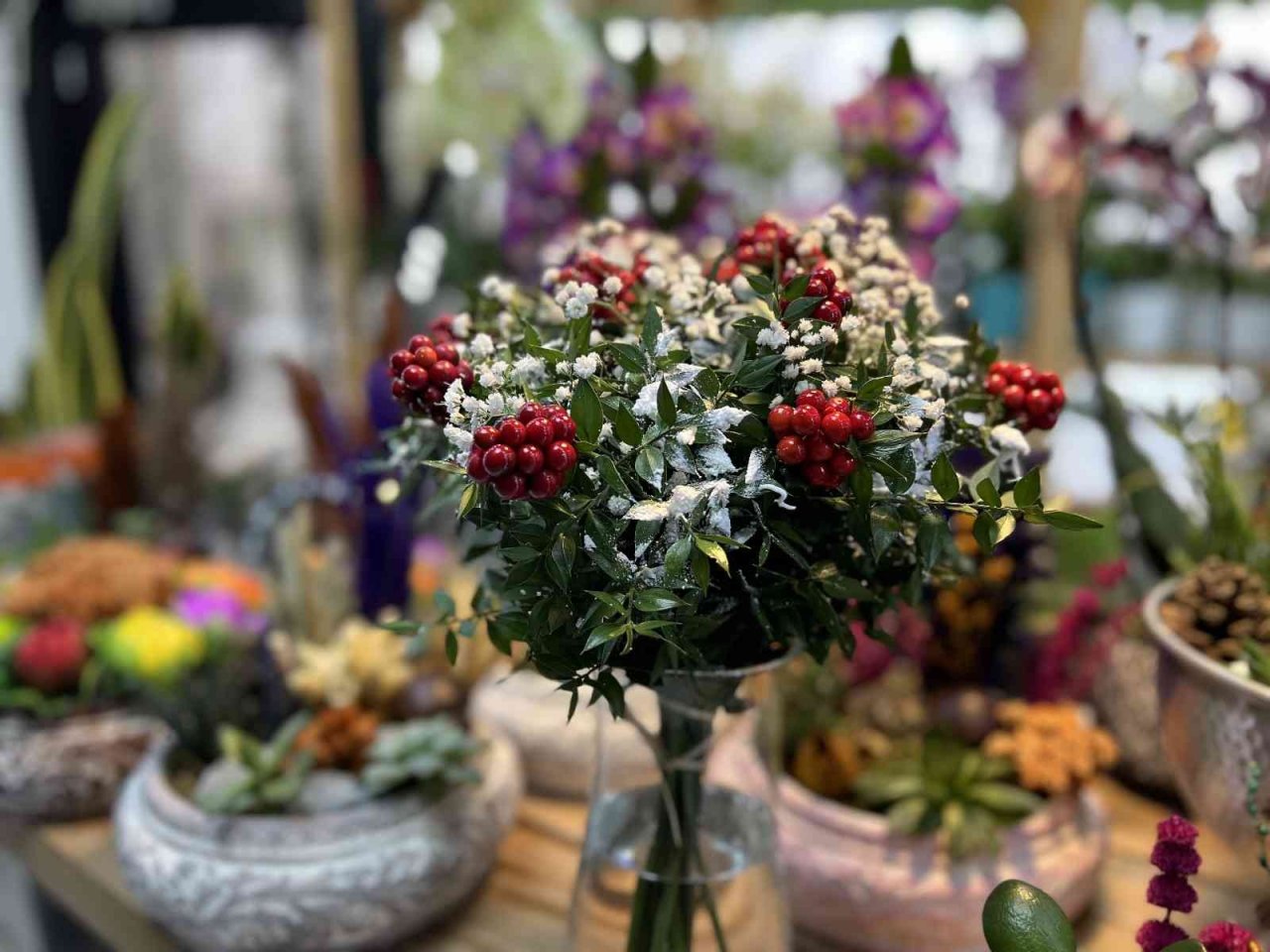 Kokina çiçekleri yılbaşına hazır