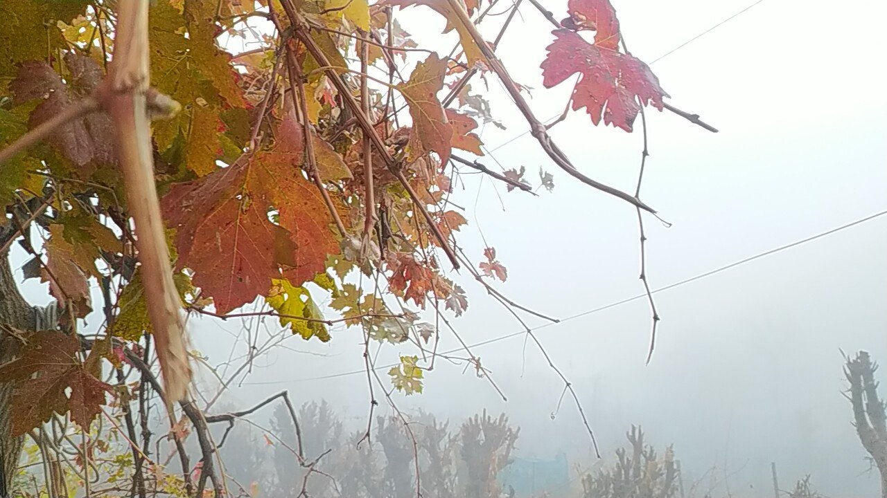 Silvan’da yoğun sis, görüş mesafesini 20 metrenin altına düşürdü