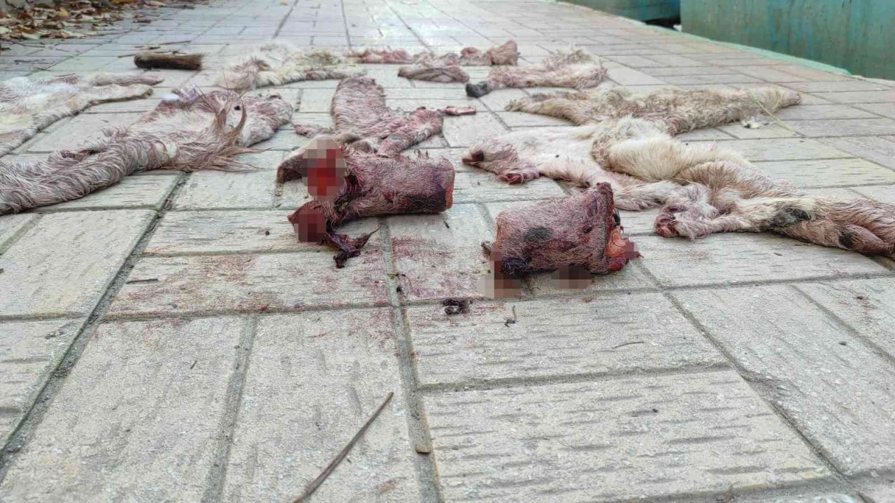 Şanlıurfa’da çöpten eşek ayakları ve derisi çıktı