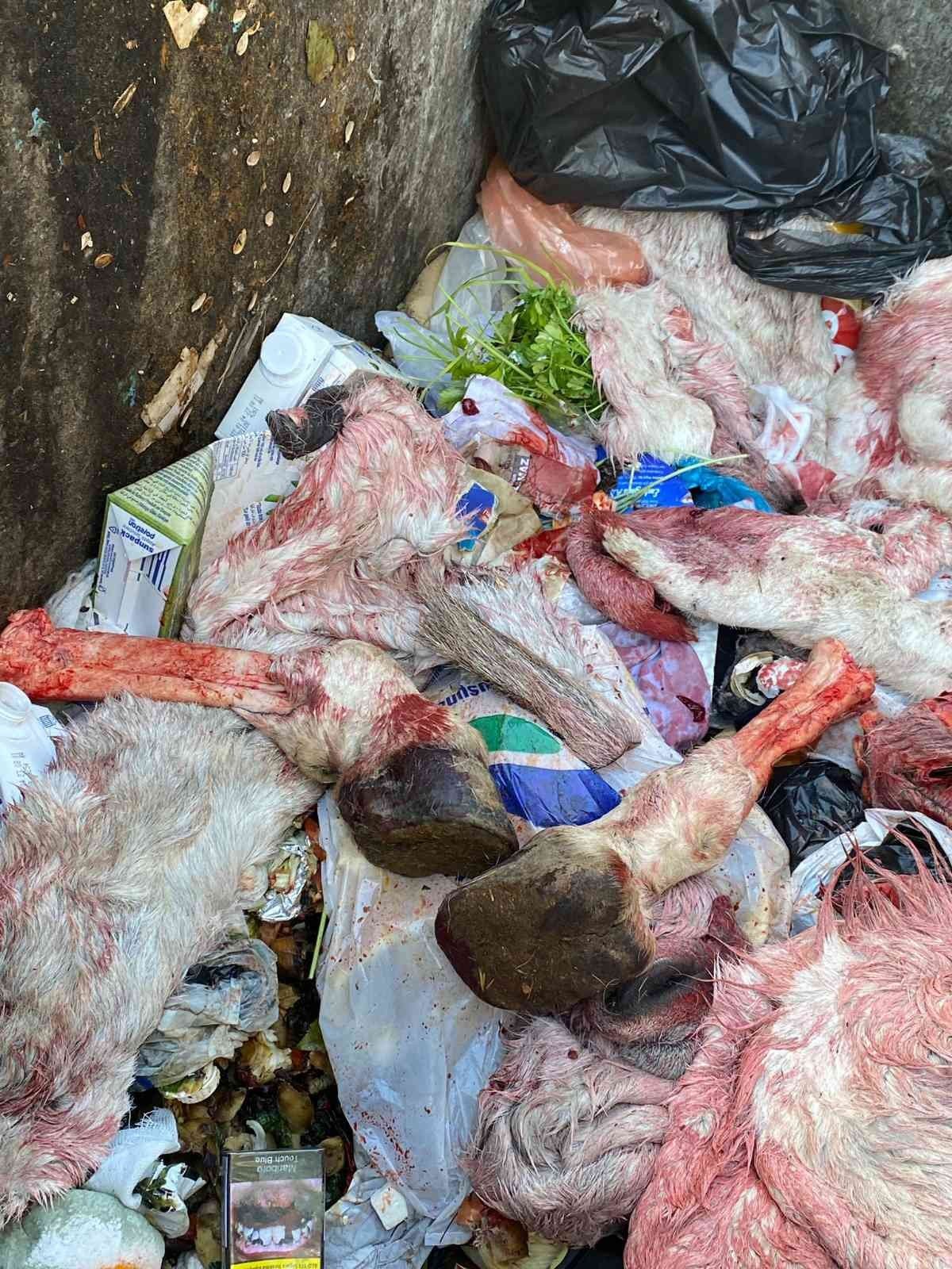 Şanlıurfa’da çöpten eşek ayakları ve derisi çıktı