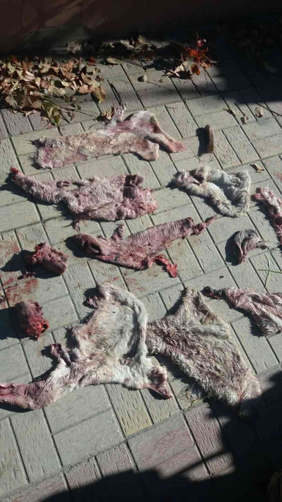 Şanlıurfa’da çöpten eşek ayakları ve derisi çıktı