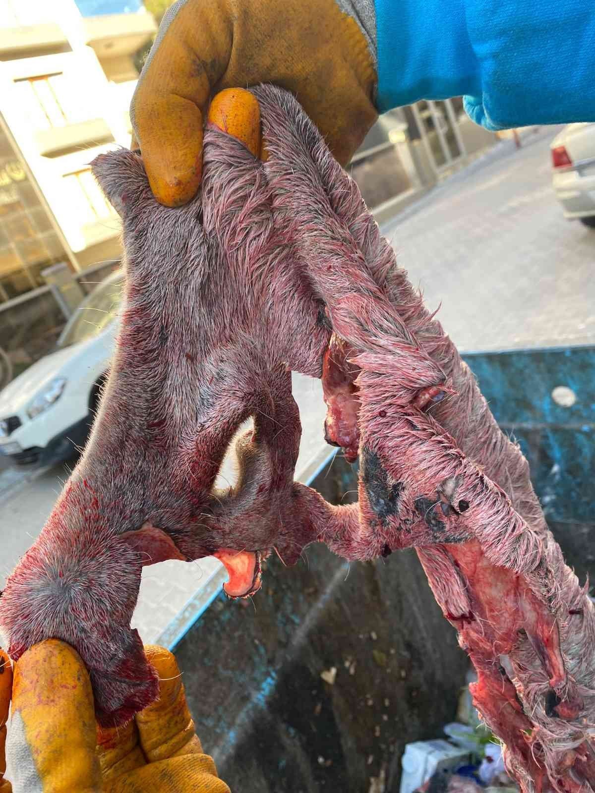 Şanlıurfa’da çöpten eşek ayakları ve derisi çıktı