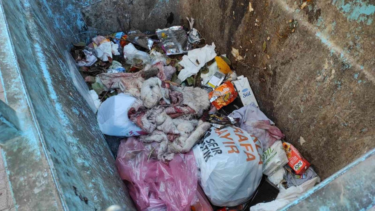 Şanlıurfa’da çöpten eşek ayakları ve derisi çıktı